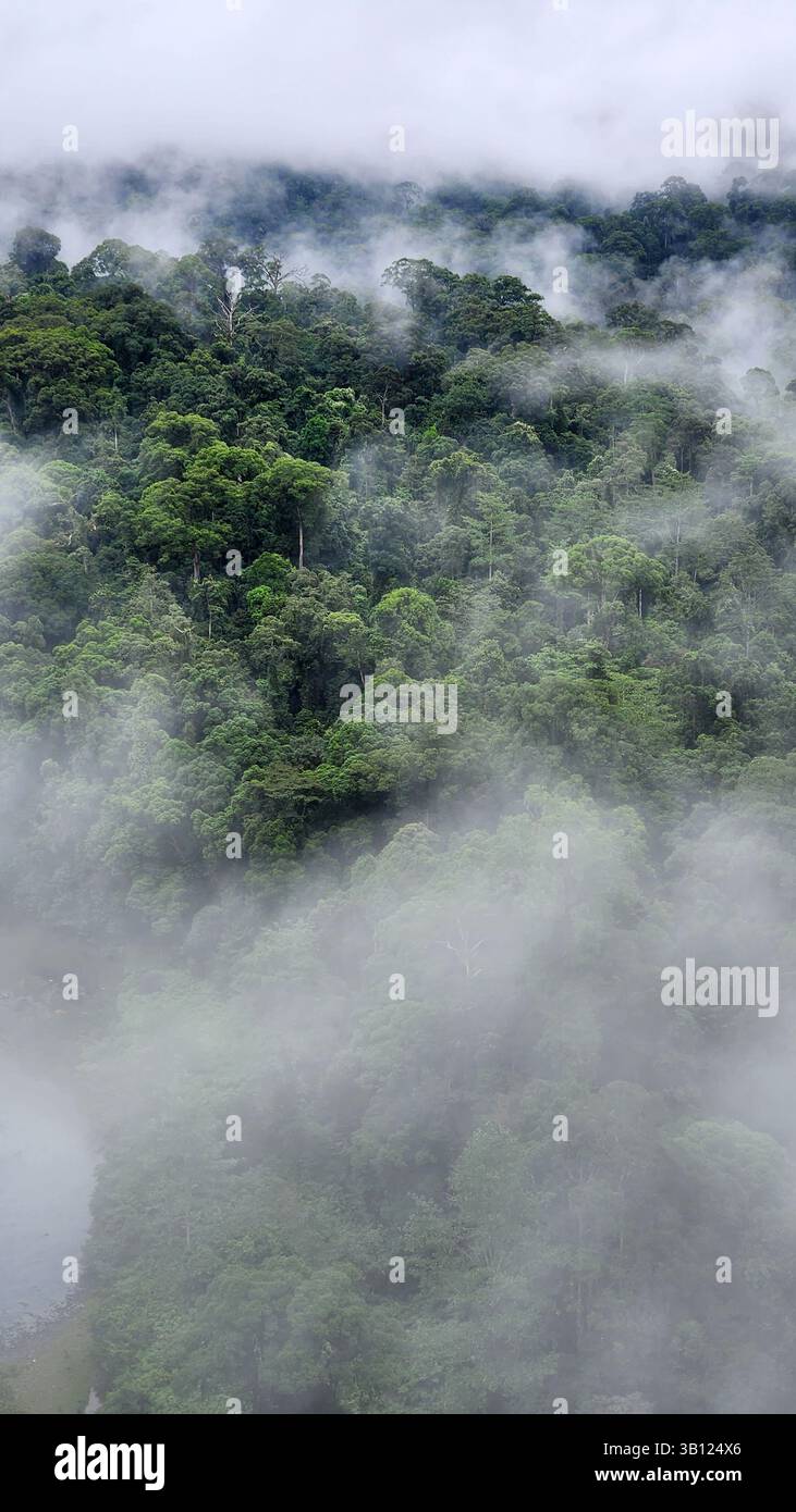 Paysage brumeux dans la vallée de Danum Lahad Datu Sabah Banque D'Images