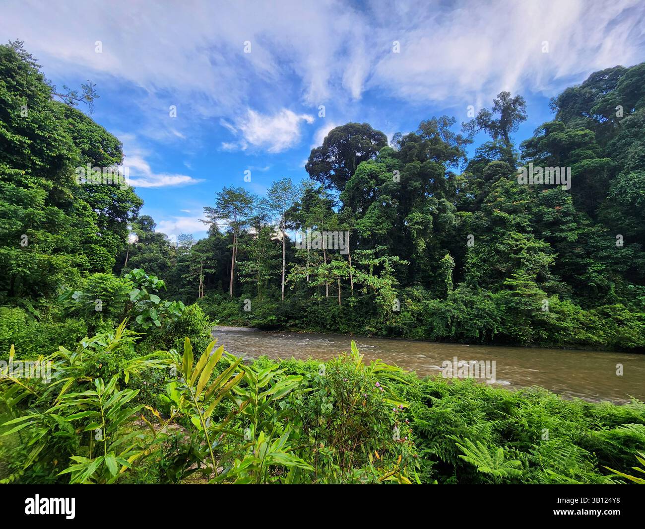 Vue de la vallée de Danum rivière à Lahad Datu Sabah Bornéo Malaisie Banque D'Images