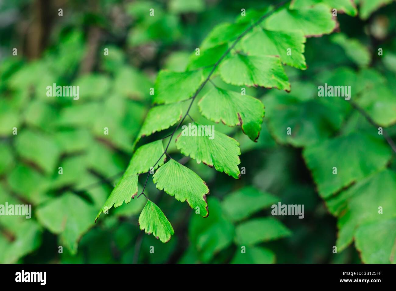 Les feuilles vertes éclatantes mettent en valeur le design complexe de la nature, soulignant son aspect frais et vif. Les feuilles sont un exemple frappant de la beauté de la nature Banque D'Images
