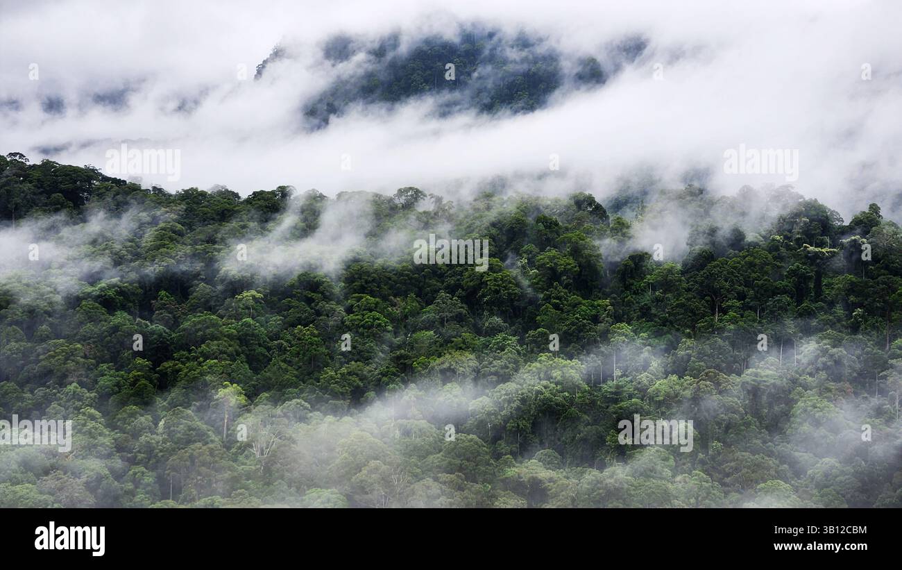 Forêt tropicale humide de la vallée de Danum Lahad Datu Sabah Banque D'Images