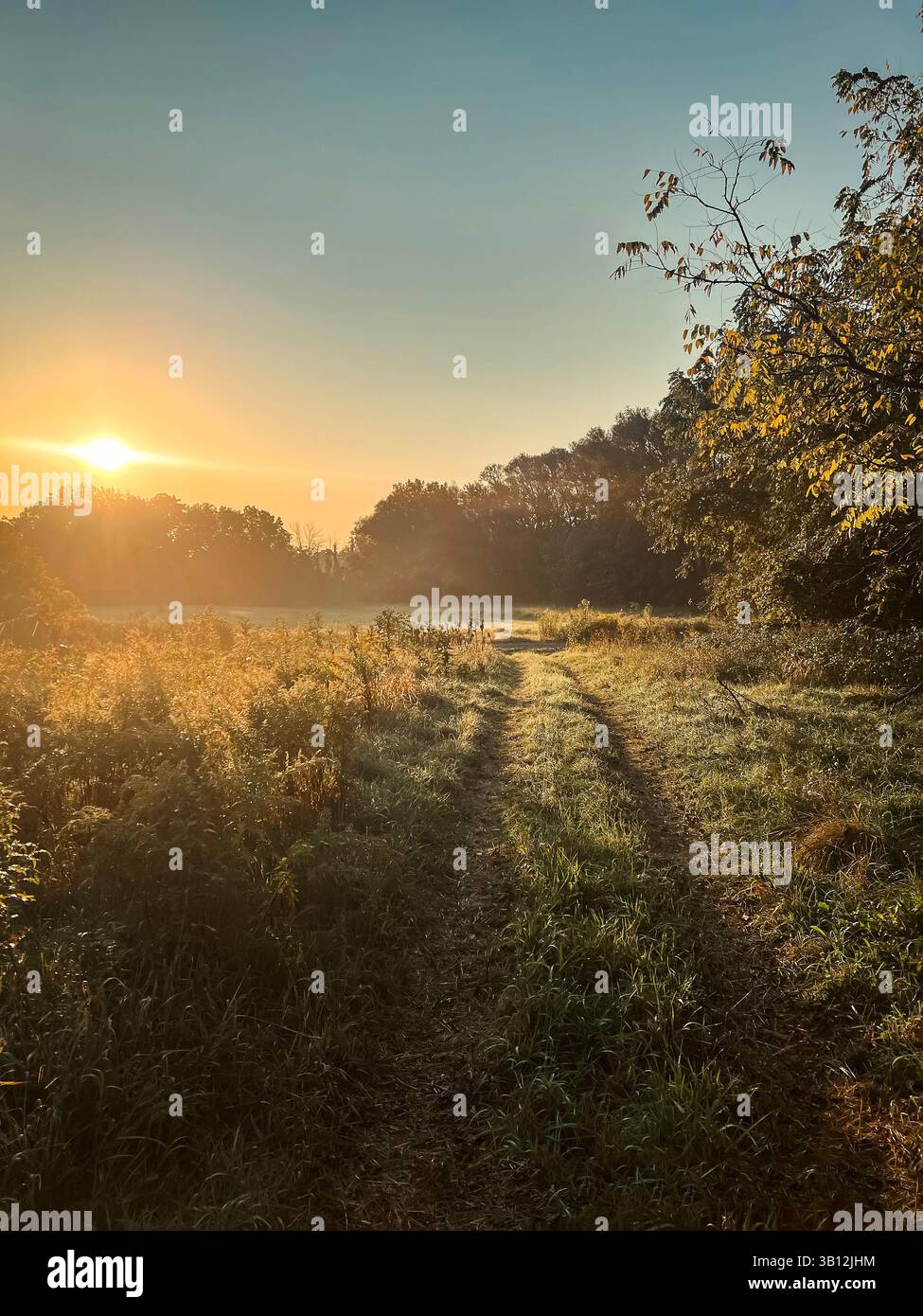 Lever de soleil doré sur un champ rural avec chemin herbeux et lumière du matin Banque D'Images