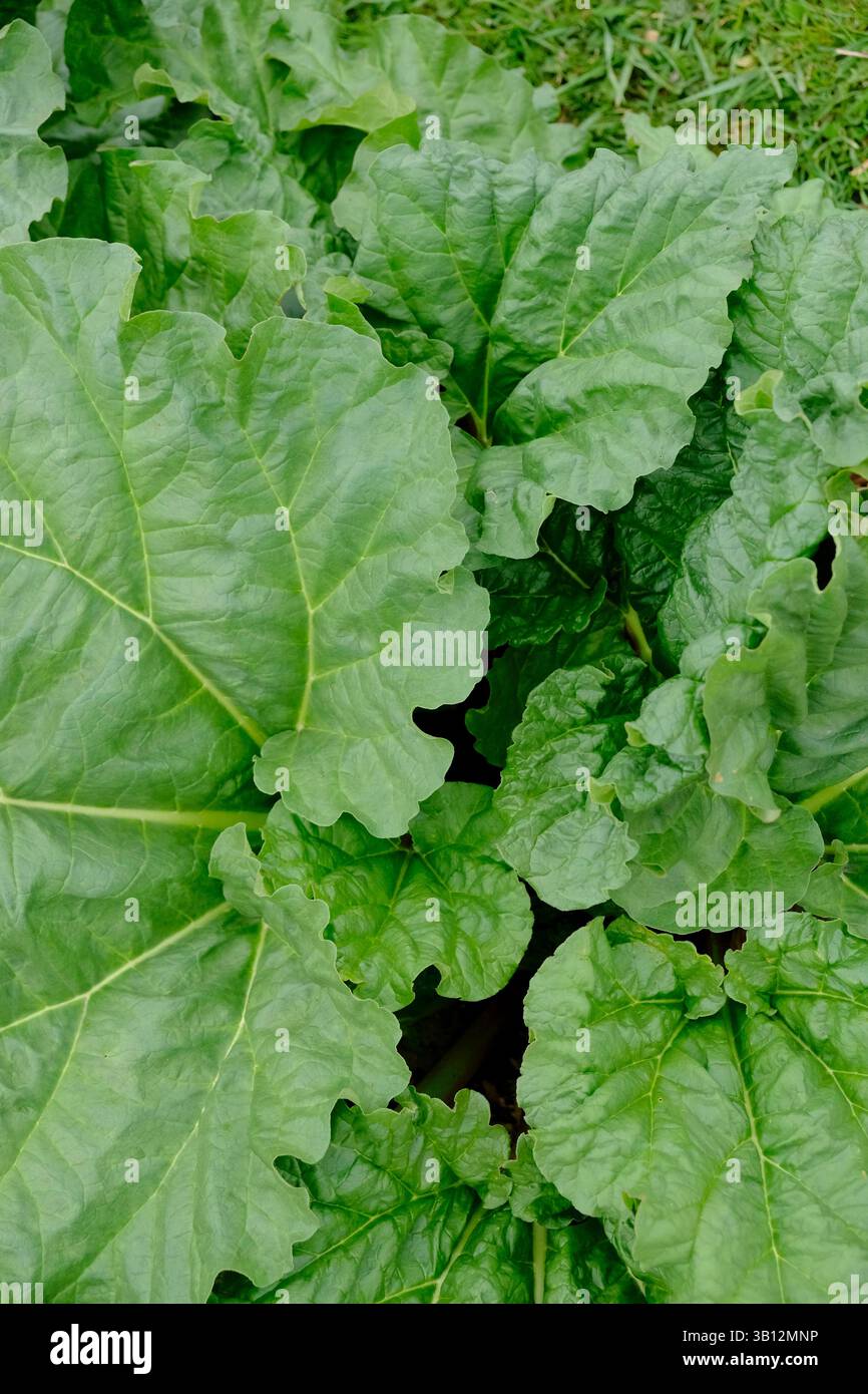 Vue rapprochée des grandes feuilles de rhubarbe Banque D'Images