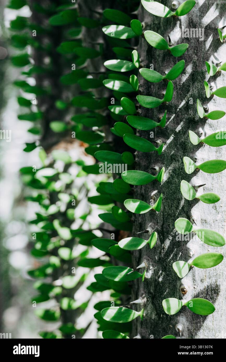 Un gros plan vibrant de l'écorce texturée et des feuilles vertes luxuriantes d'une plante, plante unique avec une écorce grise texturée avec de nombreuses petites feuilles vertes. Banque D'Images