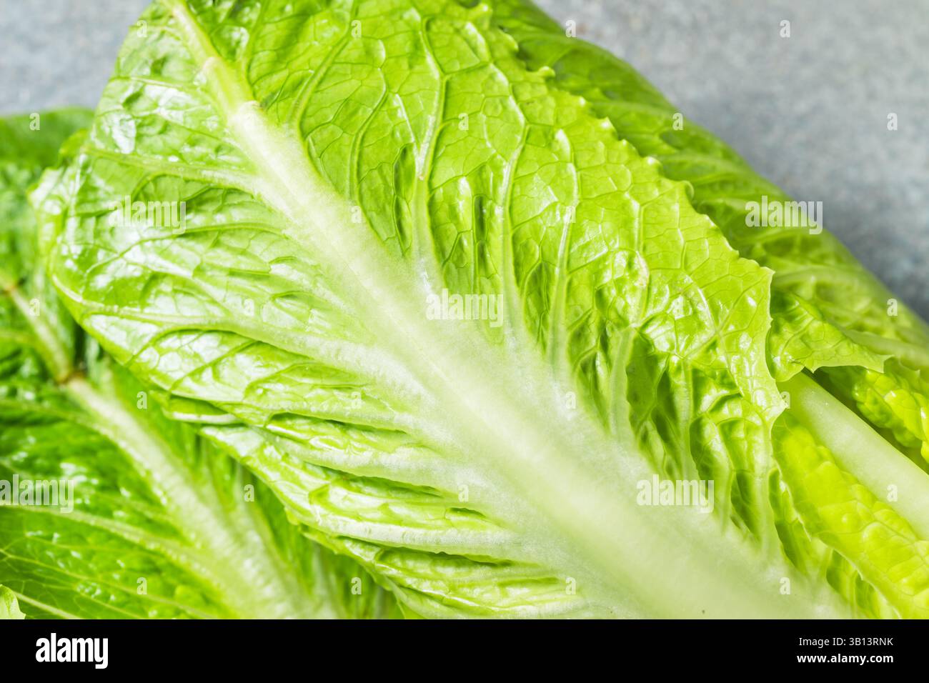 Tête de laitue Romaine verte biologique prête à couper Banque D'Images