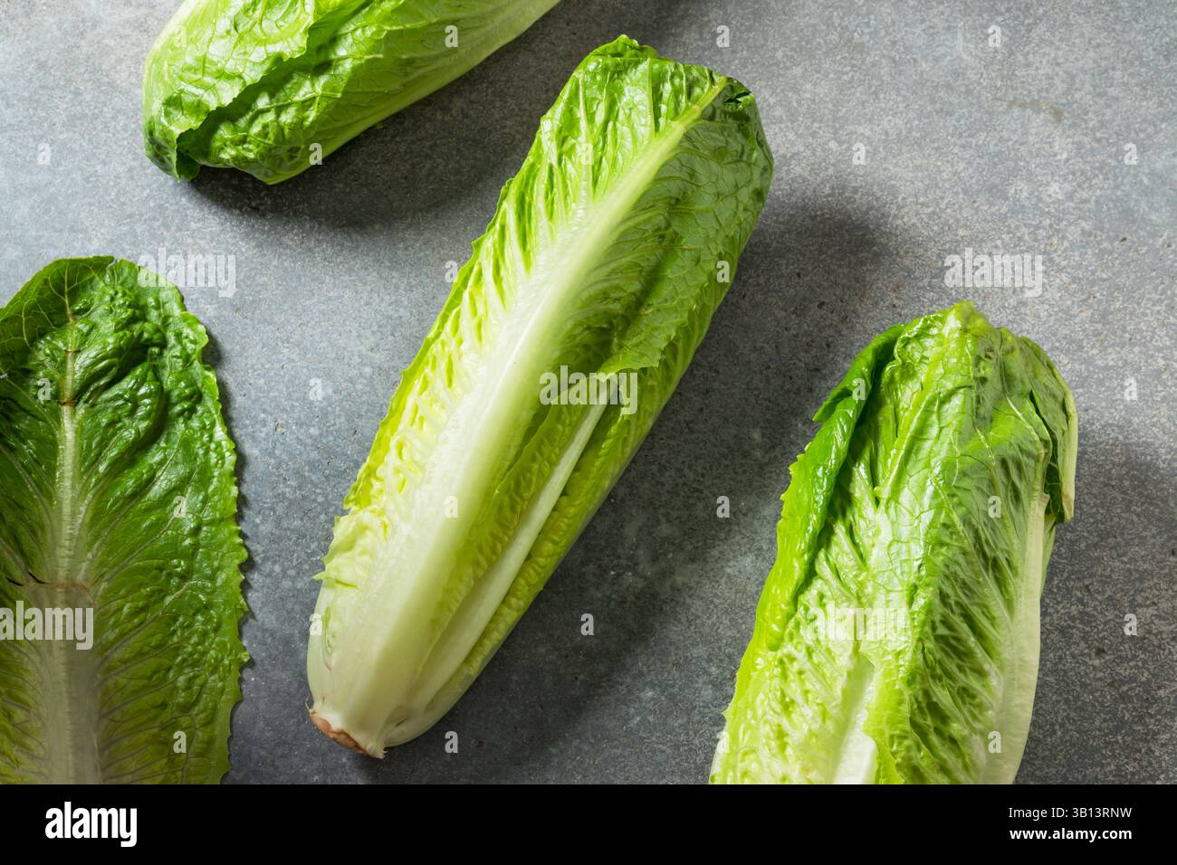 Tête de laitue Romaine verte biologique prête à couper Banque D'Images