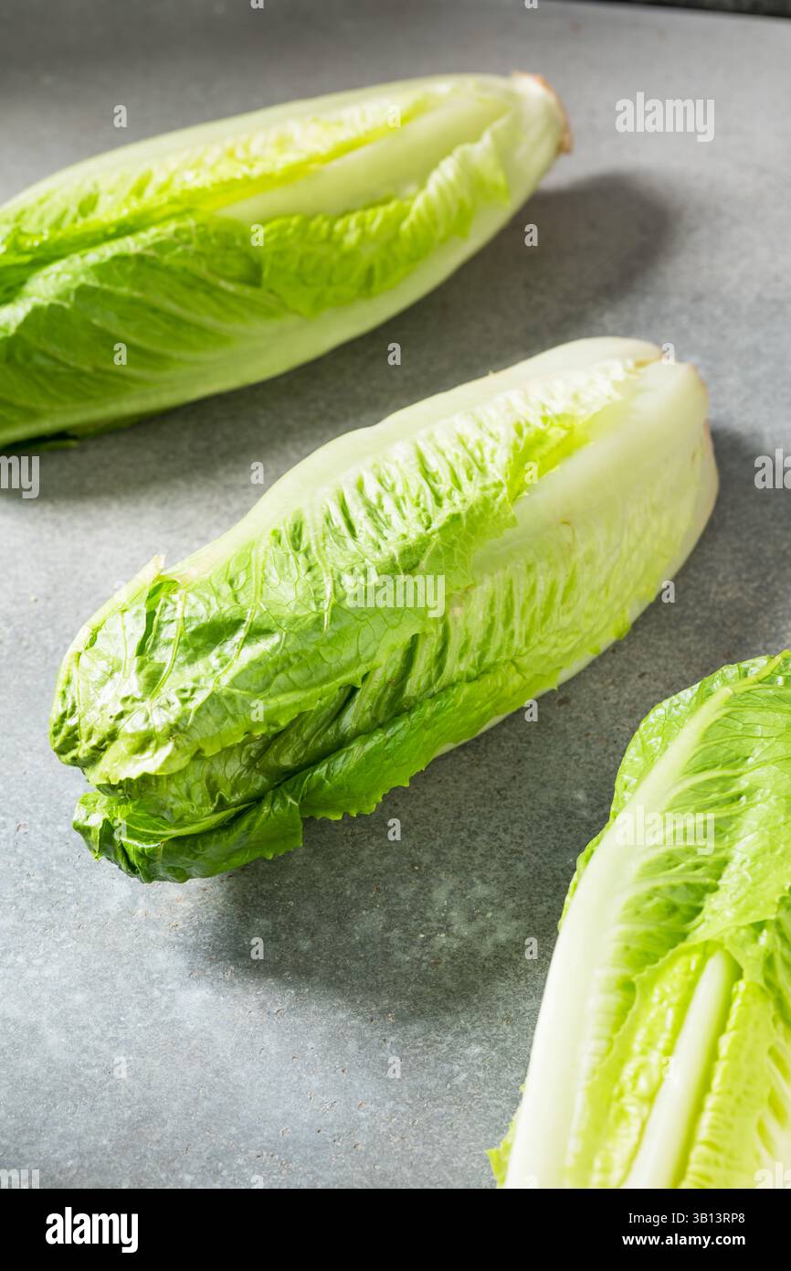Tête de laitue Romaine verte biologique prête à couper Banque D'Images