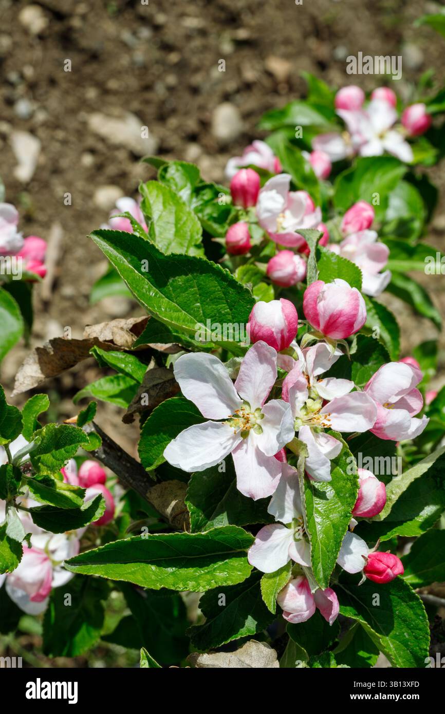 Gros plan de fleurs de pomme et de bourgeons avec des feuilles vertes sur un fond flou de terre et de galets. Banque D'Images