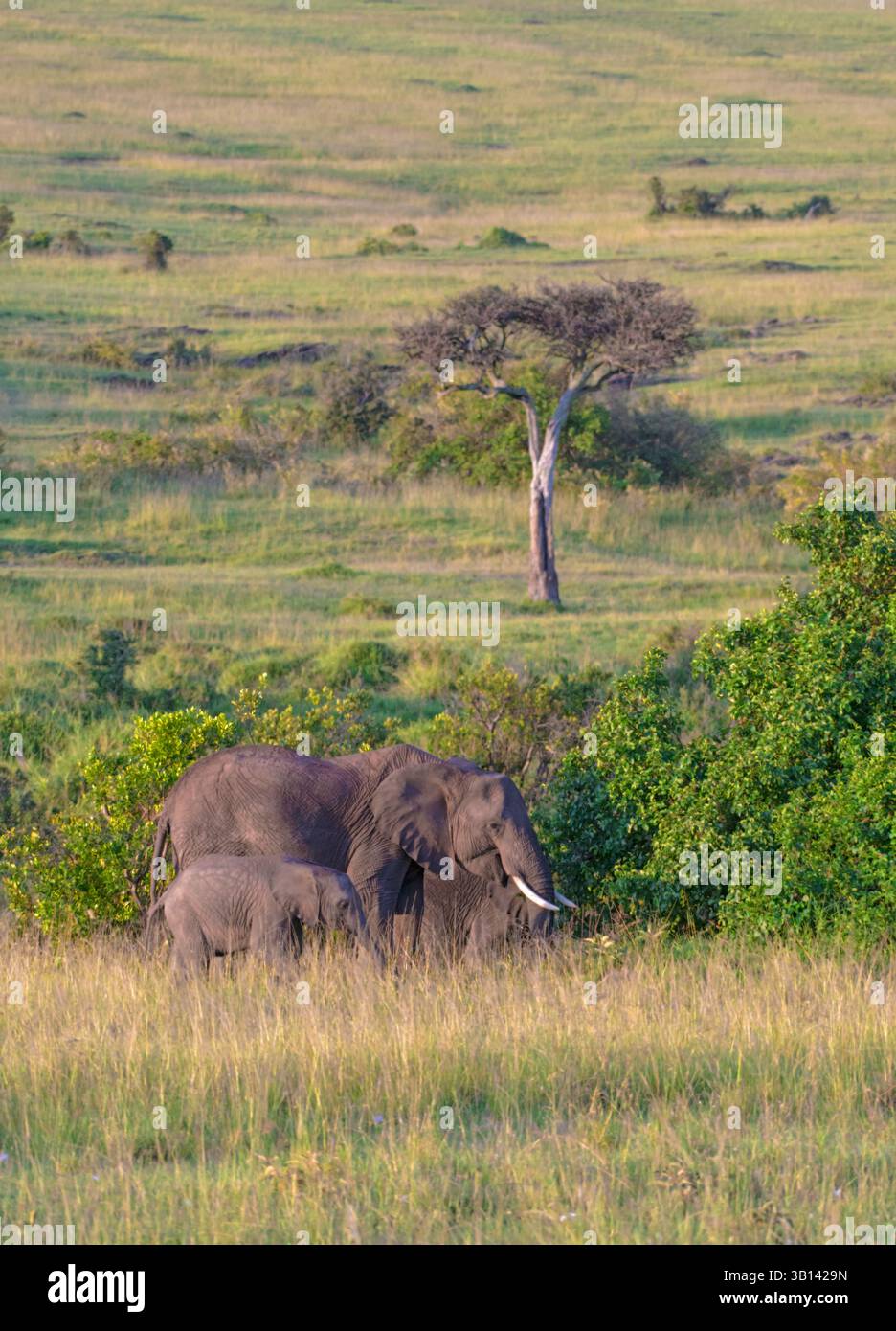 Éléphant d'Afrique (Loxodonta africana) mère et ourson de la réserve nationale du Masai Mara, Kenya Banque D'Images