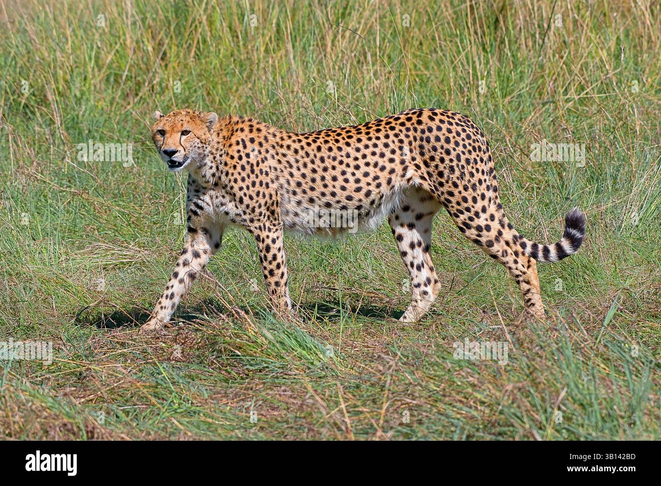 Guépard (Acinonyx jubatus) dans les prairies de savane de la réserve nationale du Masai Mara, Kenya Banque D'Images