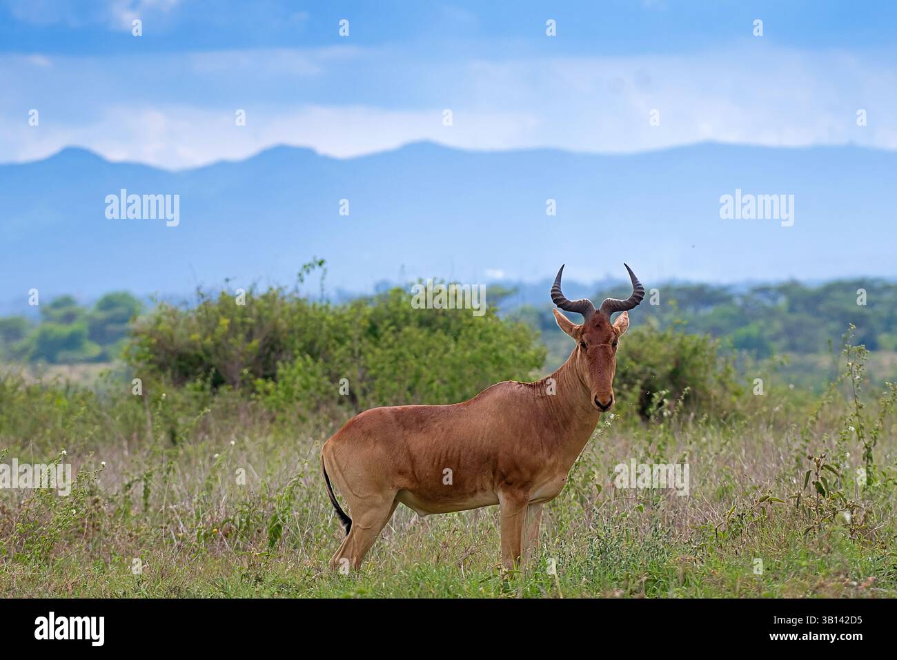 Hartebeest (Alcelaphus buselaphus) debout dans les plaines ouvertes de ol Pejeta Conservancy, Laikipia, Kenya, Afrique de l'est. Banque D'Images