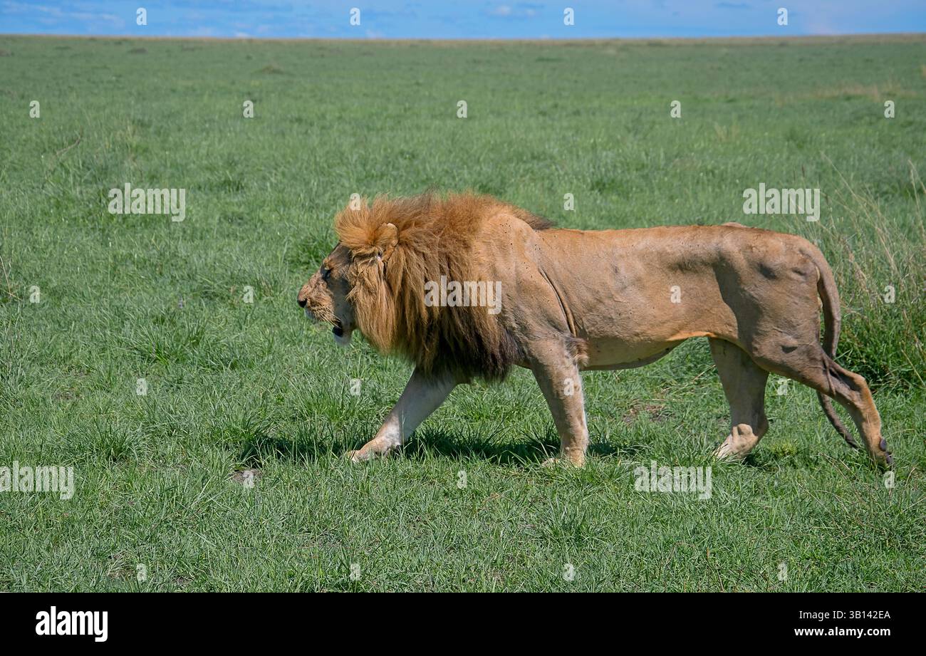 Lion (Panthera leo) dans les prairies de la réserve nationale Masai Mara, Kenya Banque D'Images