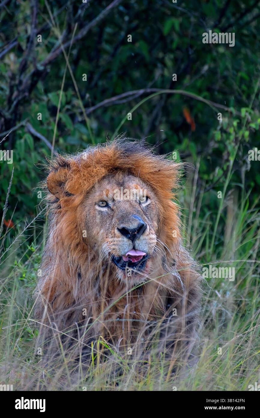 Lion (Panthera leo) dans les prairies de la réserve nationale Masai Mara, Kenya Banque D'Images