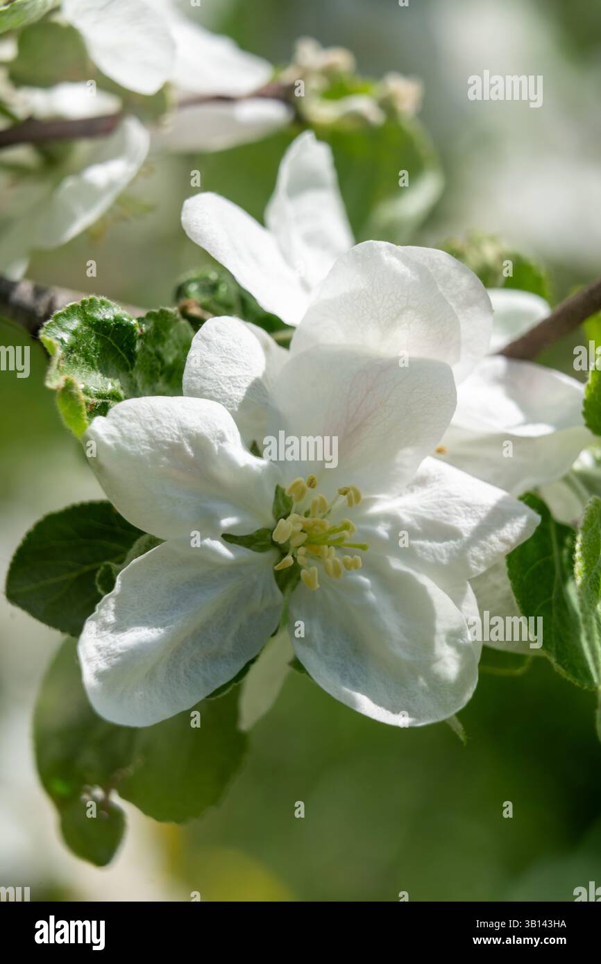 De délicates fleurs de pommes blanches fleurissent sur des branches vertes vibrantes pendant une journée ensoleillée au printemps. La beauté naturelle attire les pollinisateurs et améliore la garde Banque D'Images