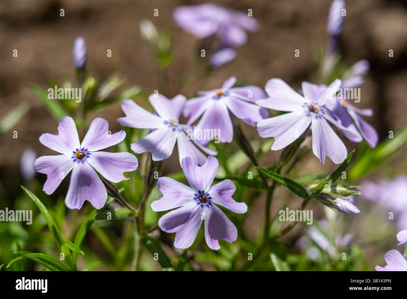 Les fleurs sauvages violettes avec cinq pétales fleurissent de manière vibrante sur un fond terreux flou. Leurs pétales délicats et leurs couleurs vives créent une sérénité et liv Banque D'Images