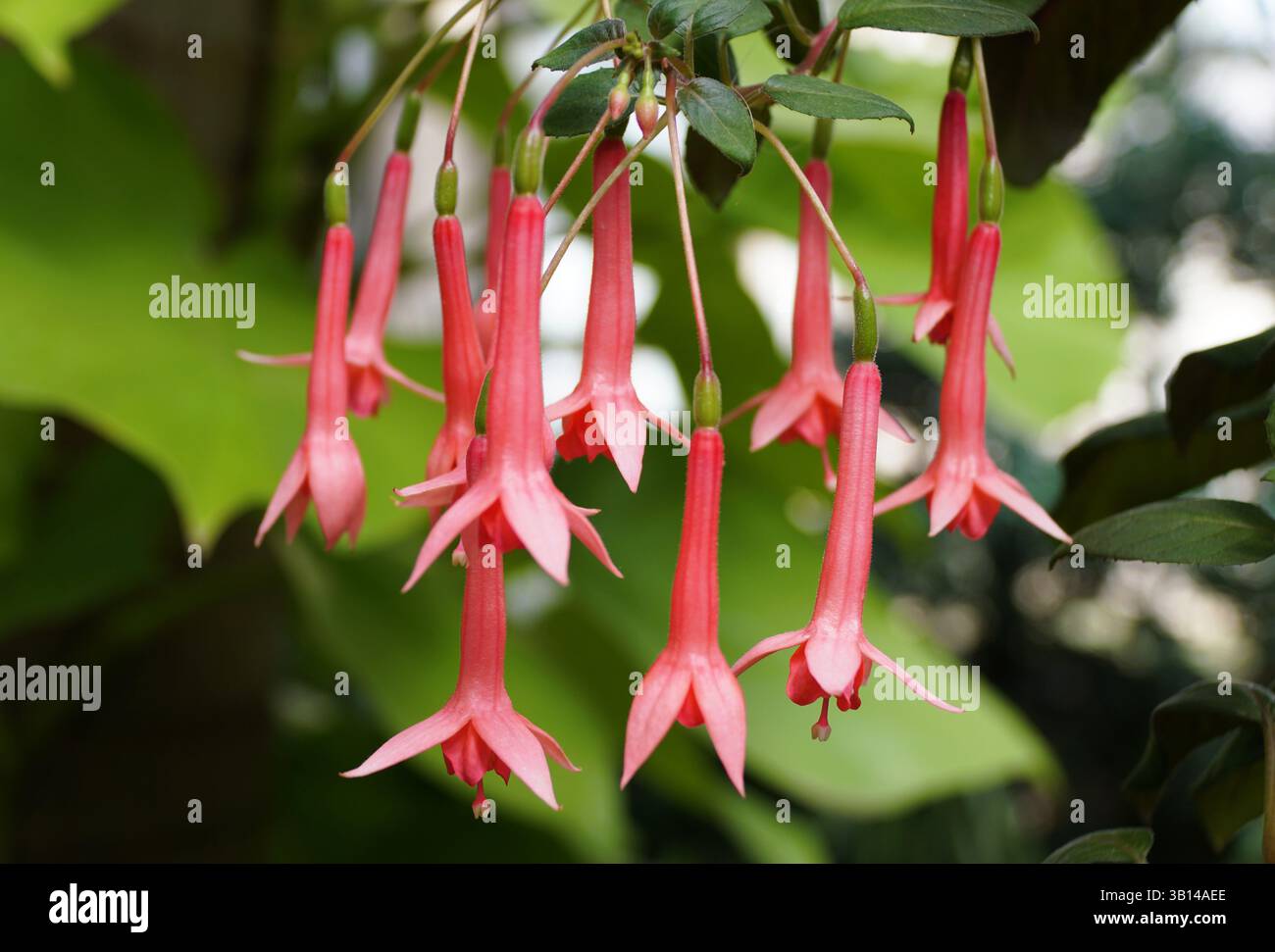 Vue rapprochée des fleurs roses fantaisistes de Fuchsia, affichant une riche teinte corail sur fond de verdure luxuriante. Banque D'Images