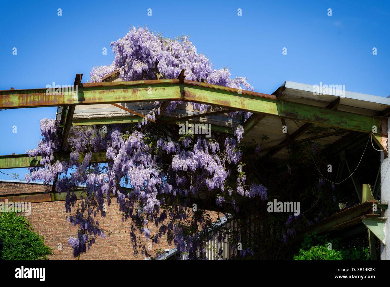 des fleurs de wisteria fleuries sont accrochées à d'anciens bâtiments industriels typiques aujourd'hui utilisés pour l'art et la culture dans le quartier d'ehrenfeld à cologne Banque D'Images