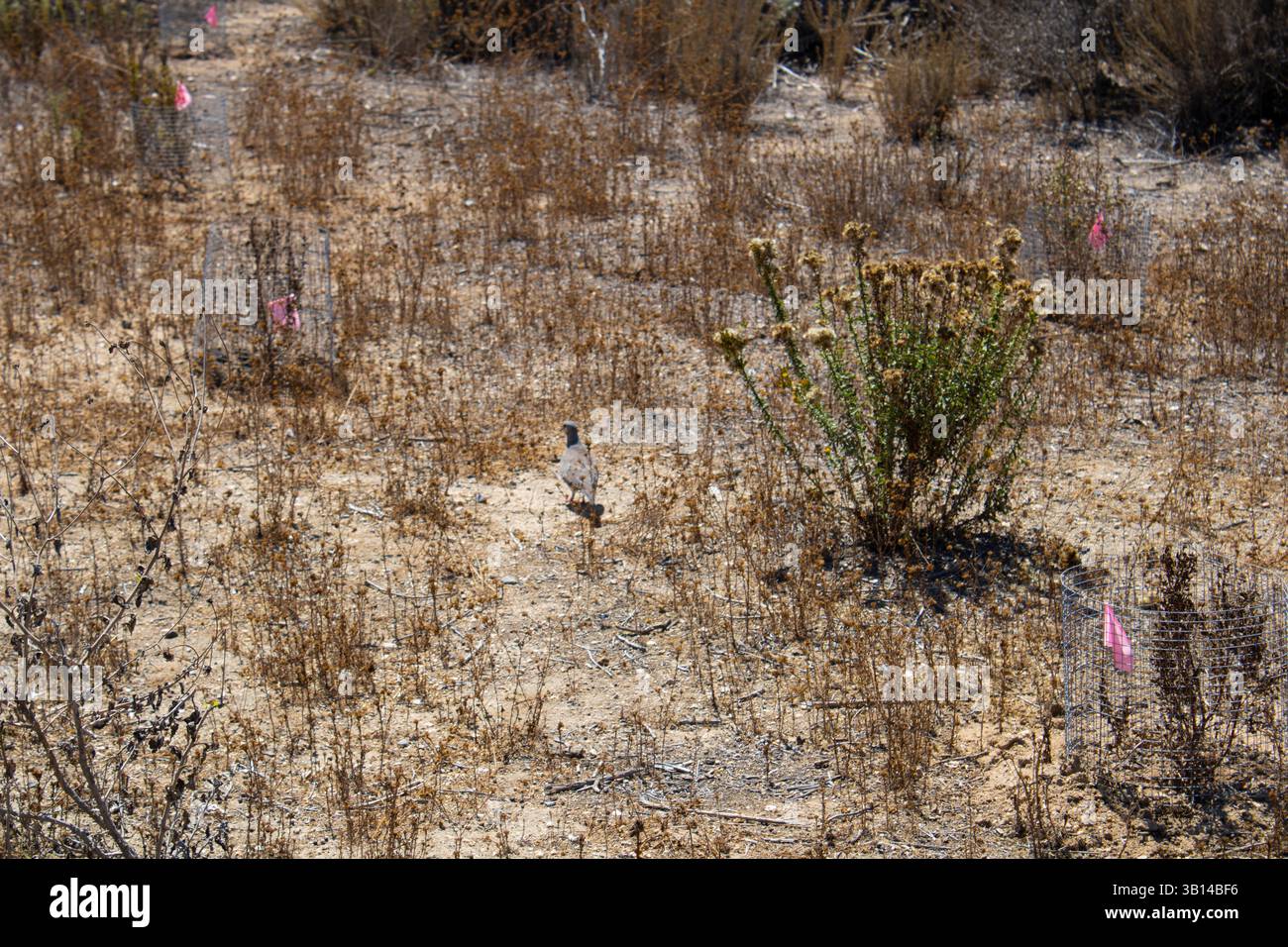 arbustes bruns dans un paysage désertique Banque D'Images