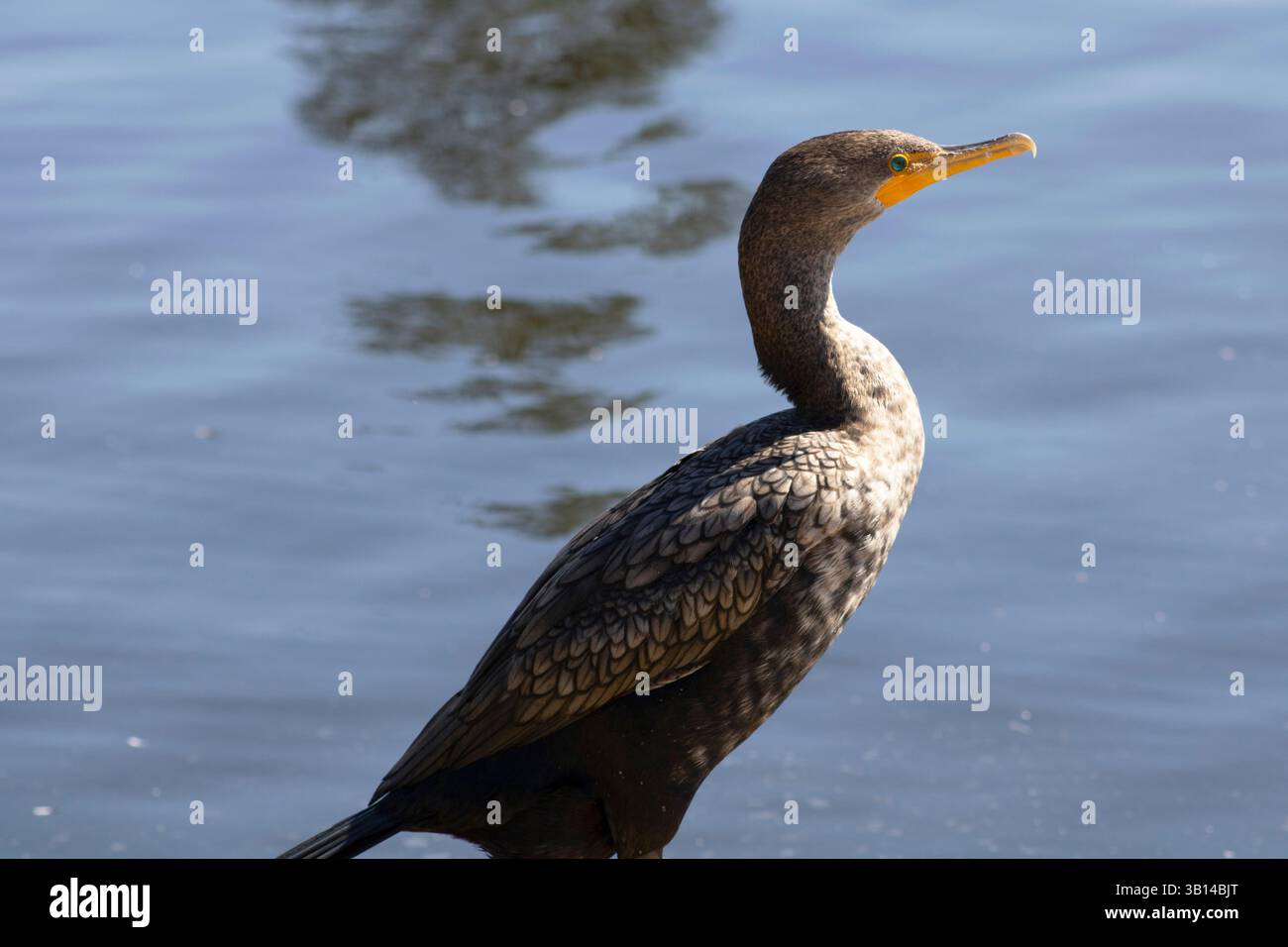 oiseau près de l'eau avec bec unique Banque D'Images