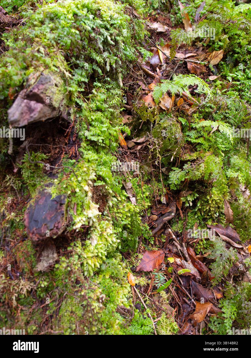 Sol forestier couvert de mousse avec des feuilles tombées et des fougères luxuriantes dans un environnement boisé humide et ombragé, mettant en valeur des textures et des couleurs naturelles riches Banque D'Images