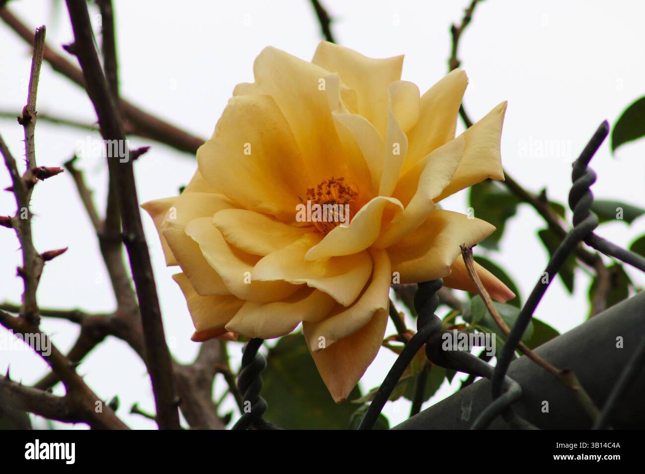 rose de couleur jaune dans le jardin Banque D'Images