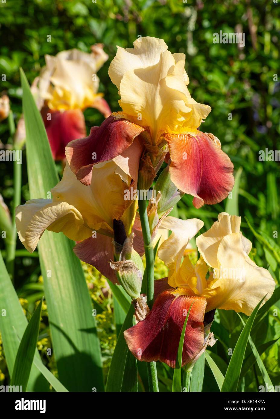 Vue latérale de Iris germanica « Supreme Sultan », étalons dorés brillants contrastant avec les chutes rouge acajou riches, cultivar d'iris barbu en pleine floraison. Banque D'Images