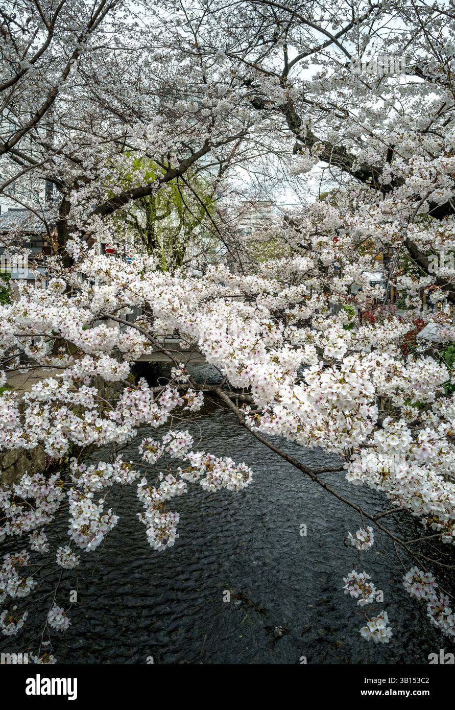 Cerisiers Sakura en fleurs dans le centre de Kyoto au Japon Banque D'Images