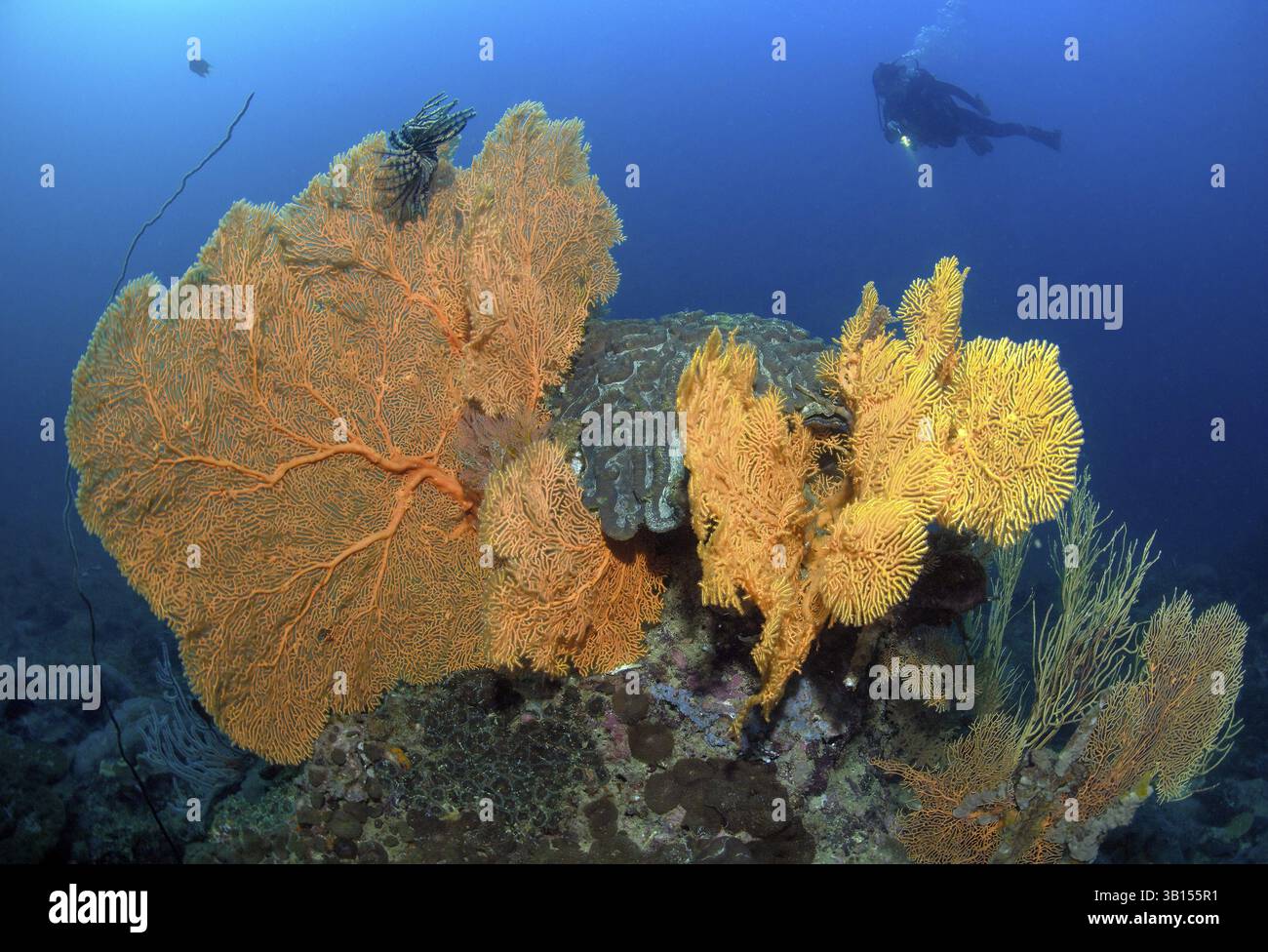 Photo sous-marine d'un plongeur regardant un grand corail en éventail (Anella mollis) corail gorgonien poussant dans un vert coloré de corail tropical intact Banque D'Images