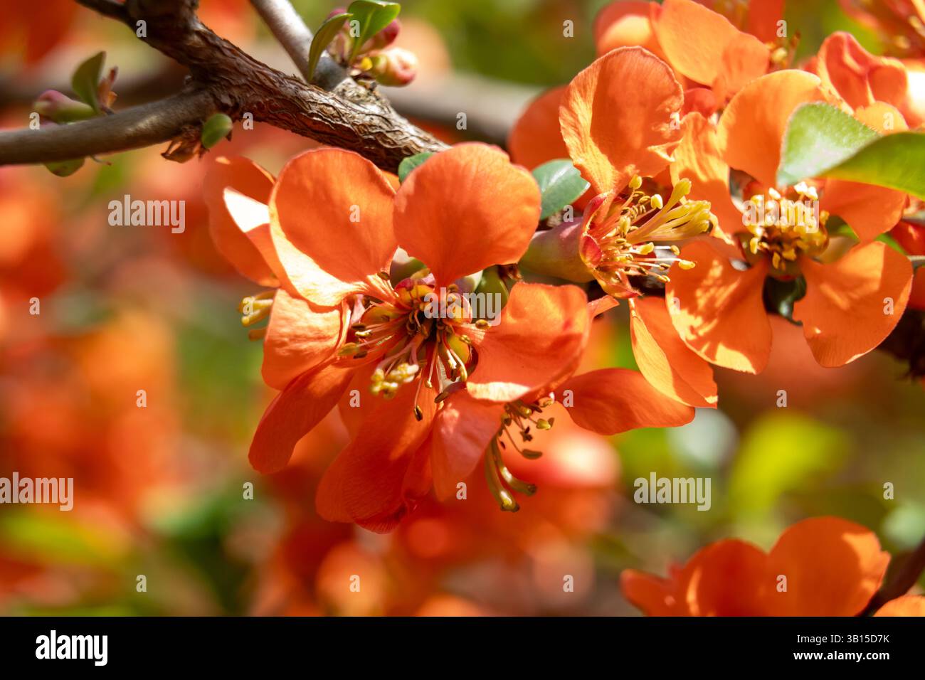 Les fleurs d'oranger brillantes révèlent leur beauté dans un jardin ensoleillé. Les fleurs se distinguent contre les feuilles vertes, mettant en valeur la joie du printemps et du col Banque D'Images