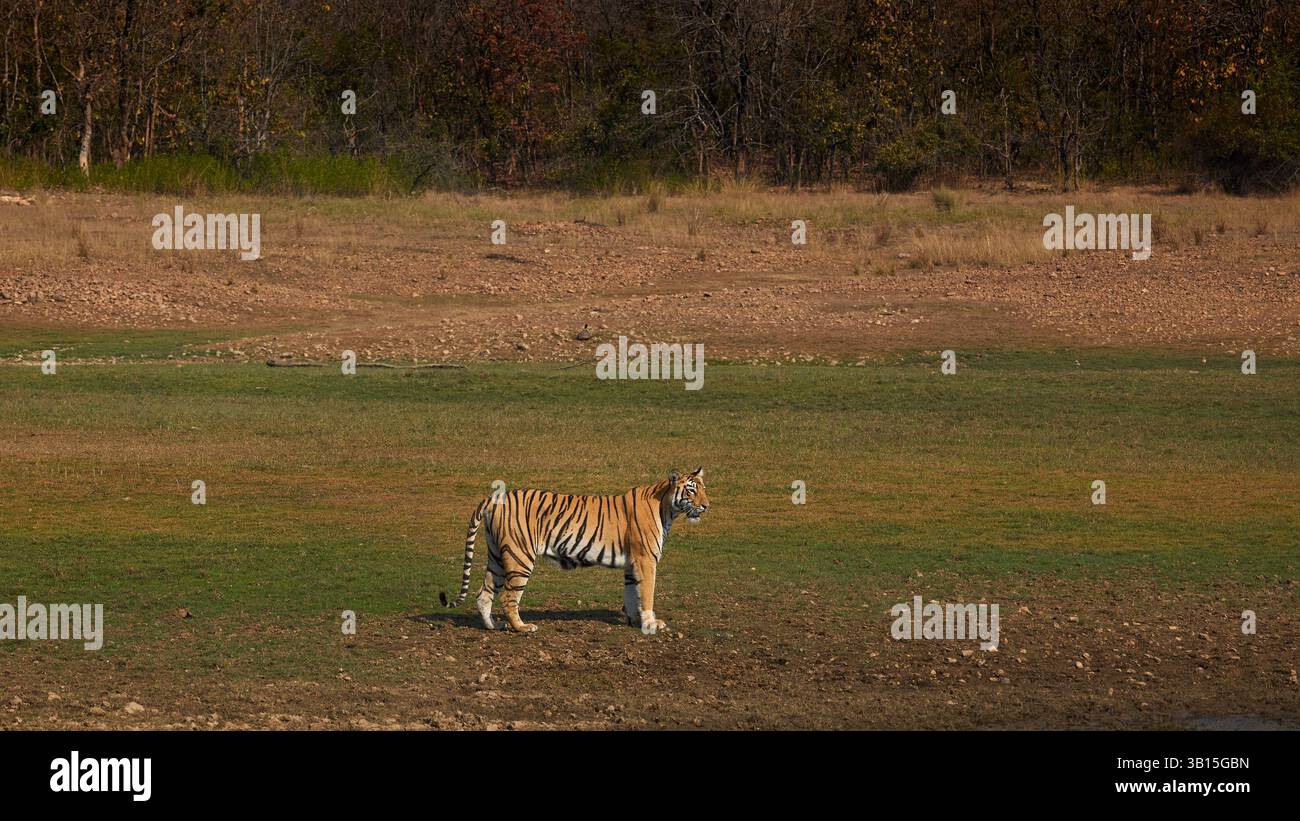 Tigress F2 patrouillant son territoire à la forêt d'umred, en Inde. Banque D'Images