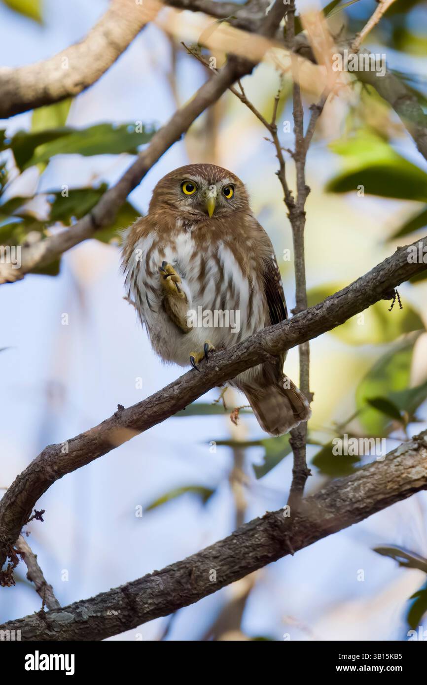 Pygmy-Owl ferrugineux au Costa Rica Banque D'Images