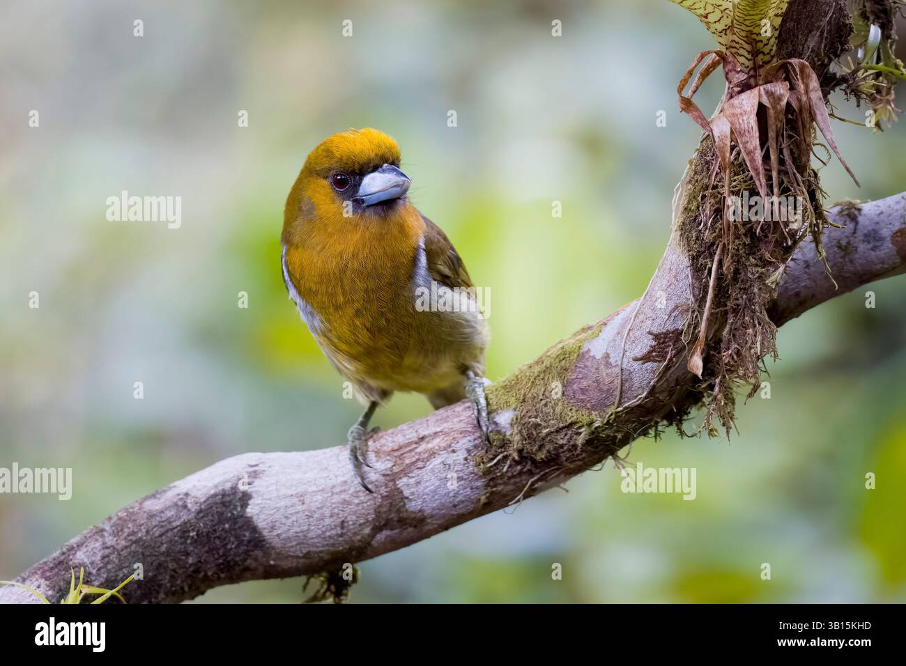 Barbet à bec au Costa Rica Banque D'Images