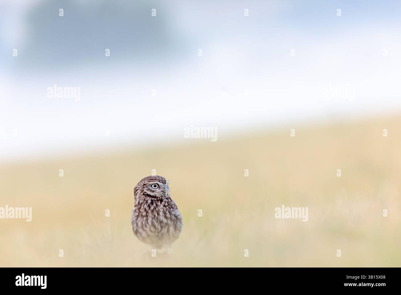 Chouette boréale mignon assis seul au bas de l'image dans le champ de maïs d'été avec brouillard tôt le matin en arrière-plan.. Horizontalement. Banque D'Images
