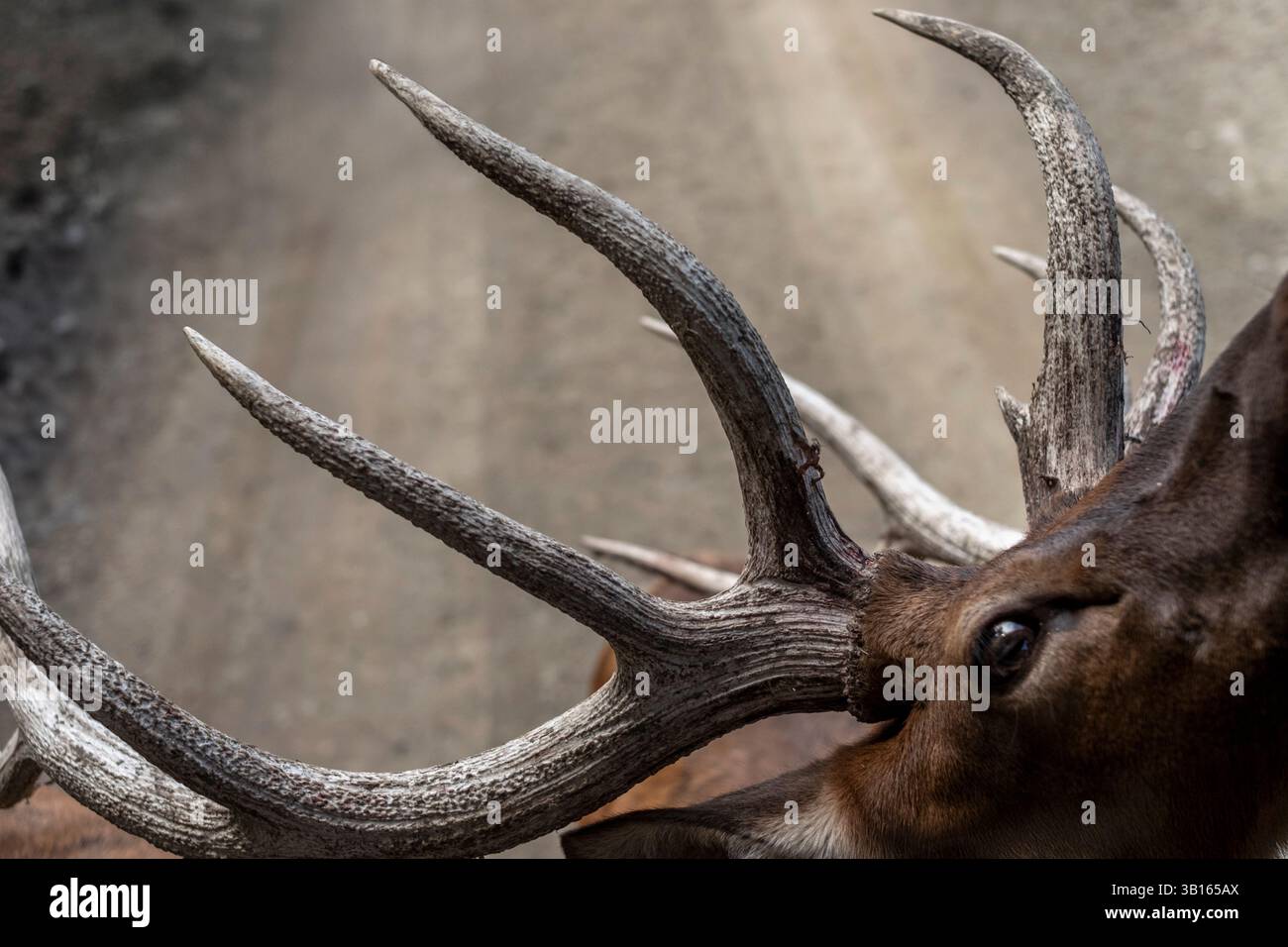 Vue graphique des bois d'un cerf au zoo animalier Banque D'Images
