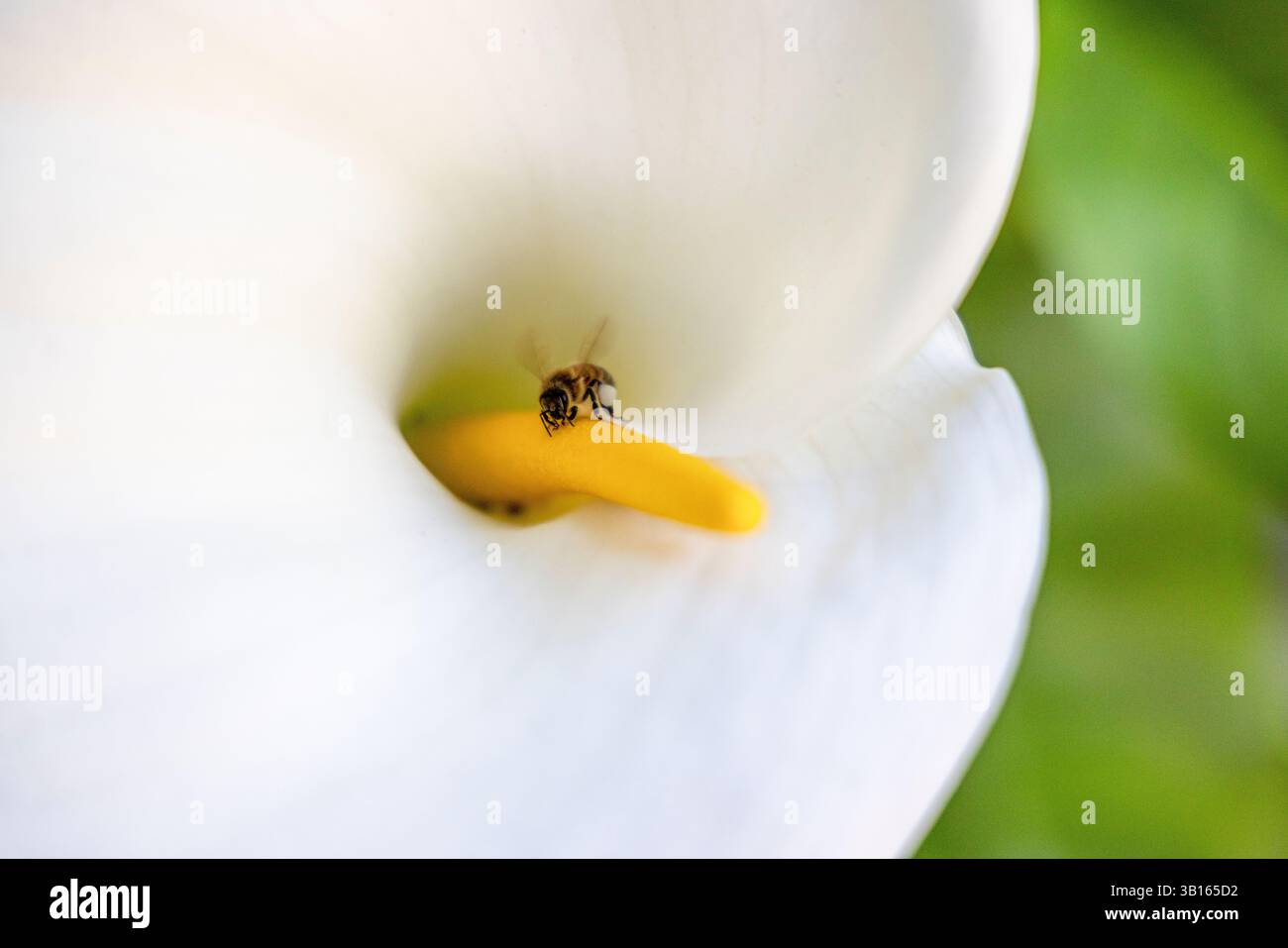 Une abeille cumule le pollen en fleur Banque D'Images