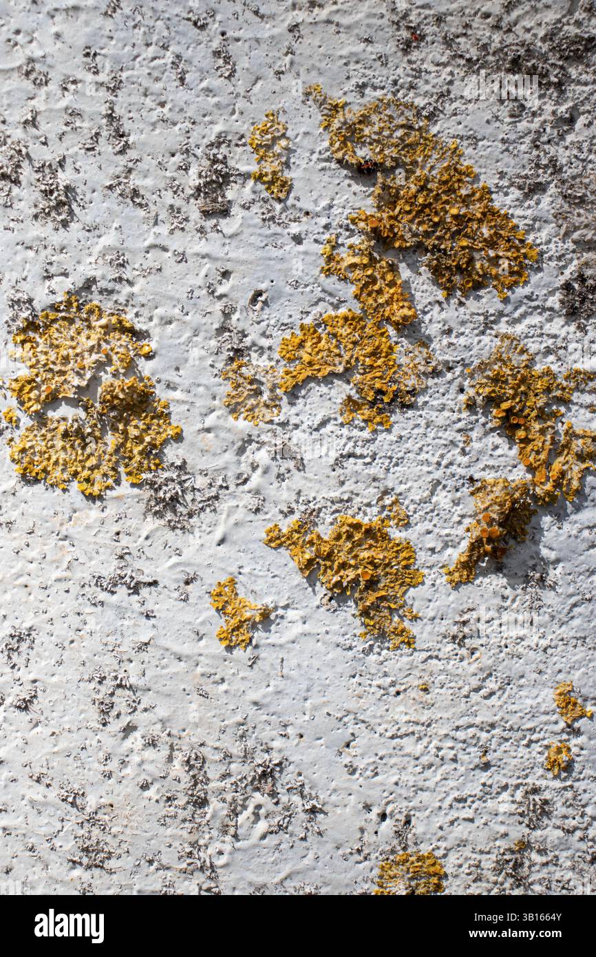 Une vieille surface de béton envahie de lichen. Texture du béton. Arrière-plan abstrait. Banque D'Images