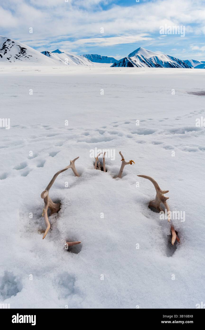 Renne européen, caribou européen (Rangifer tarandus tarandus), un cercle de bois de renne dépasse de la neige, Norvège, Svalbard, baie de Mushamna Banque D'Images