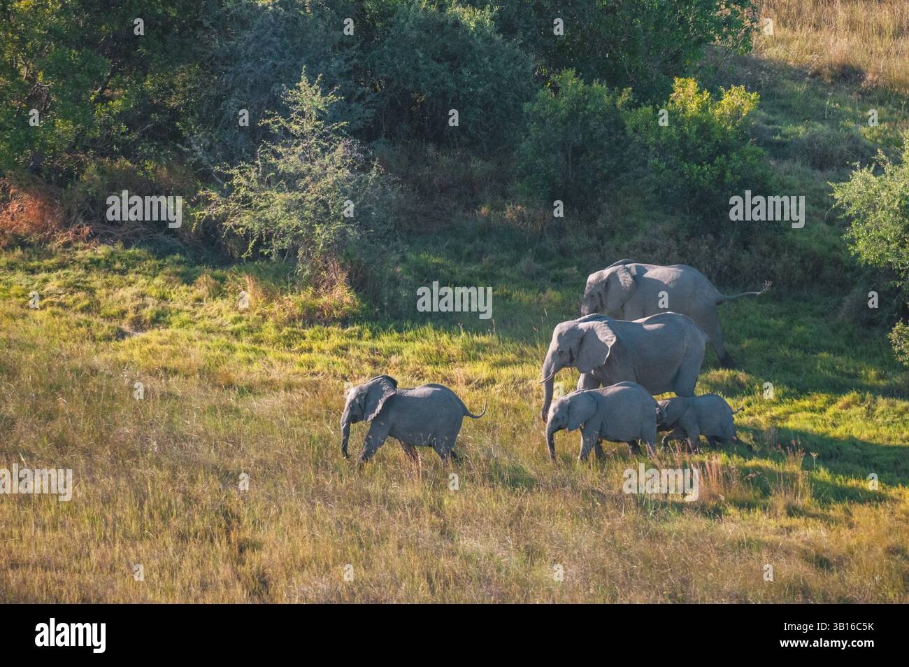 Éléphant d'Afrique, éléphant de brousse d'Afrique, éléphant de savane d'Afrique (Loxodonta africana), vaches éléphantes marchant dans l'herbe avec des veaux éléphants, bots Banque D'Images