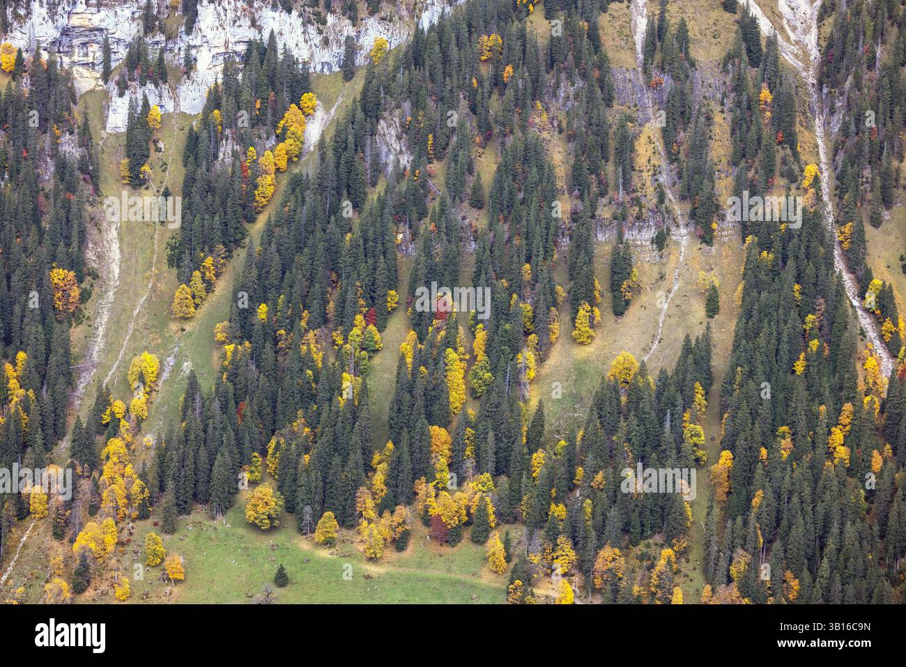 Justistal, pente raide vaguement boisée avec coloration automnale du feuillage, Suisse, Oberland bernois, Sigriswil Banque D'Images