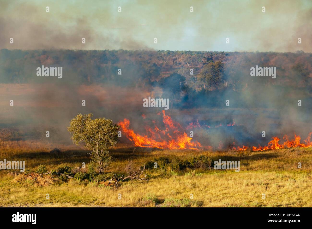 Vue aérienne d'un feu de brousse dans le delta de l'Okavango, Botswana, delta de l'Okavango Banque D'Images