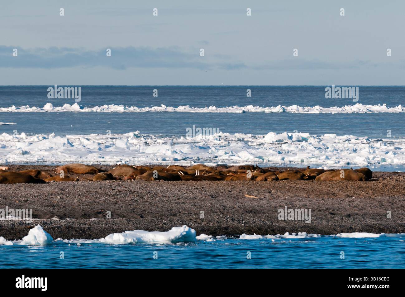 Morse (Odobenus rosmarus), une colonie de morses se prélasse sur une bande de terre au milieu de la banquise dans l'Arctique, la Norvège, le Svalbard, le Bockfjorden Banque D'Images Morse (Odobenus rosmarus), une colonie de morses se prélasse sur une bande de terre au milieu de la banquise dans l'Arctique, la Norvège, le Svalbard, le Bockfjorden Banque D'Images
