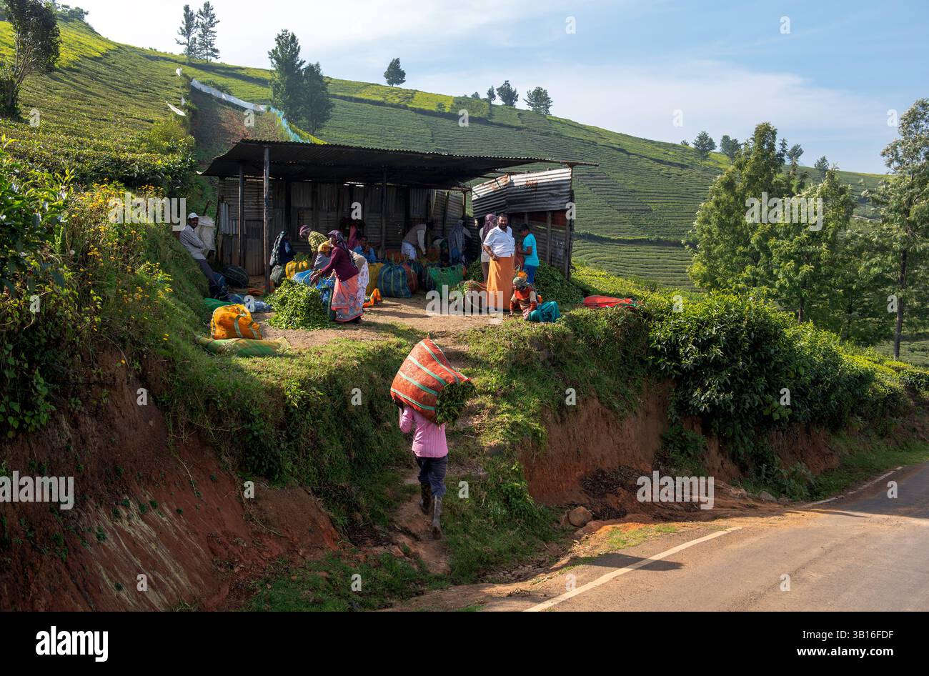 Abri de stockage temporaire pour cueilleurs de thé en attente de ramassage avec un camion. Les plantations de thé autour d'Ootacamund (Ooty) / Udagamandalam dans le sud de l'Inde Banque D'Images