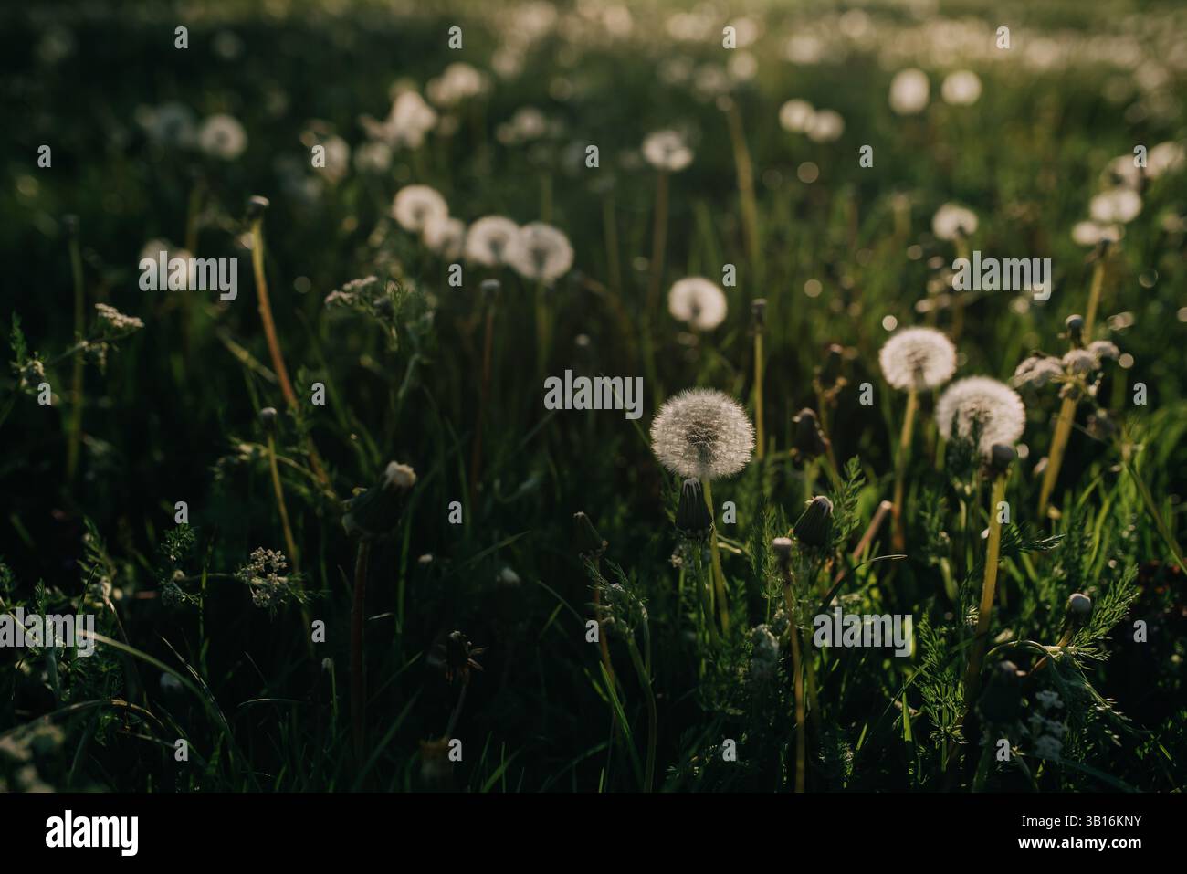 Un champ pittoresque de pissenlits brillants dans la lumière chaude du coucher du soleil Banque D'Images