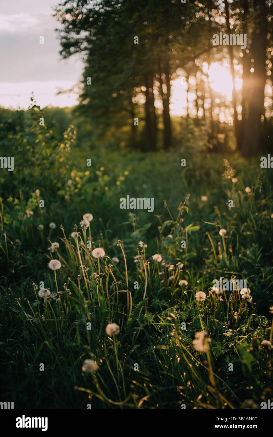 Un champ pittoresque de pissenlits brillants dans la lumière chaude du coucher du soleil Banque D'Images