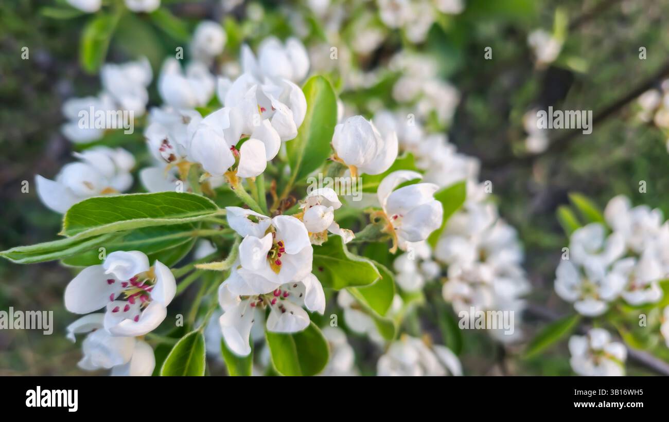 Fleur printanière de poire. Fleurs et bourgeons sur les branches d'arbres. Arbres et fruits sur les chalets d'été. Récolte Banque D'Images