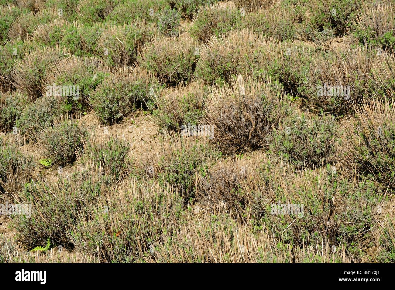 Plantes de lavande coupées Banque D'Images