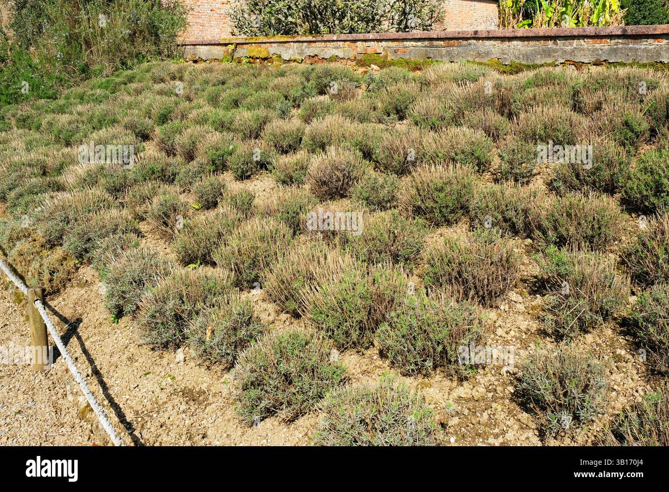Plantes de lavande coupées Banque D'Images