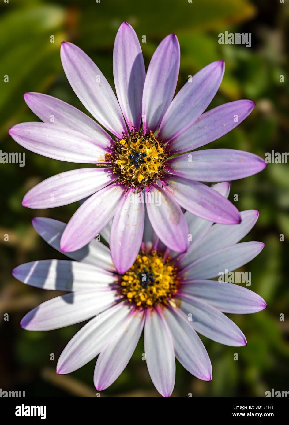 Gros plan de jolies fleurs de marguerite rose du Cap (Dimorphotheca pluvialis) au soleil, Écosse, Royaume-Uni Banque D'Images
