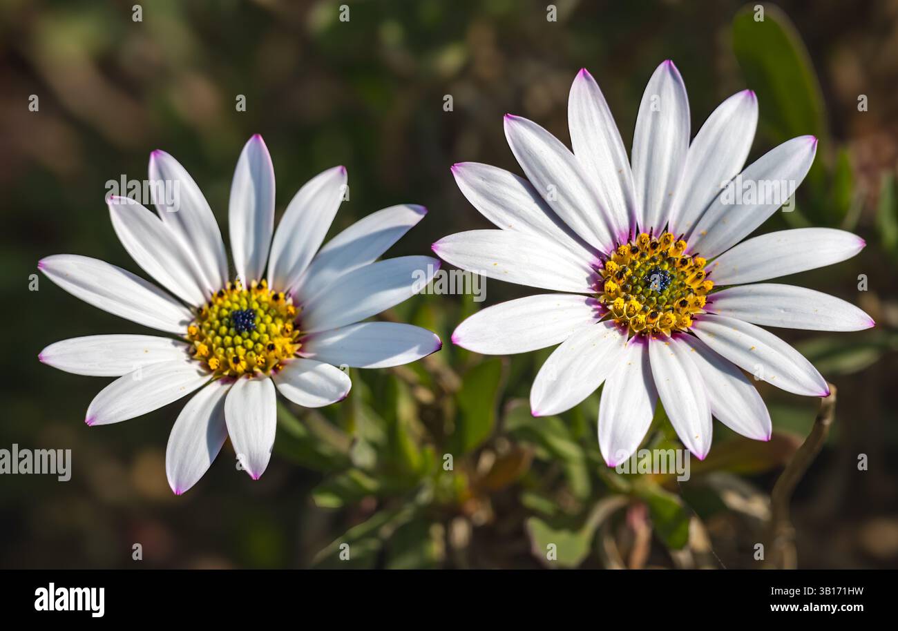 Gros plan de jolies fleurs de marguerite rose du Cap (Dimorphotheca pluvialis) au soleil couvertes de pollen, Écosse, Royaume-Uni Banque D'Images