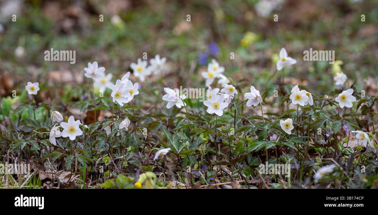 Anémone des bois : une espèce indicatrice des forêts anciennes. Tapis d'anémones de bois dans une forêt de chênes Loode. Variation à feuilles violettes foncées d'Anemone nemorosa. Banque D'Images