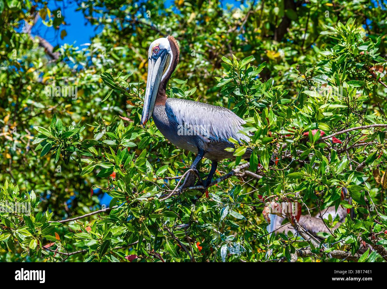 Une vue d'un pélicans brun perché dans un arbre à côté de la rivière Tarcoles au Costa Rica au début du printemps Banque D'Images